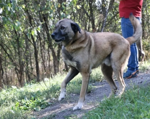  Wer rettet Leon, den XL-Fellfreund Bild 4