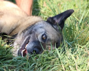  Wer rettet Leon, den XL-Fellfreund Bild 8
