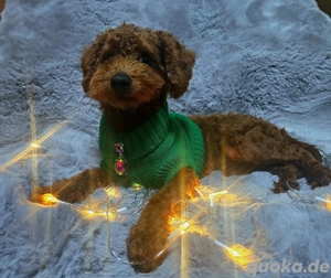 Luxury Toy pudel.Toypudel.Mini