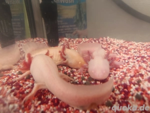 Axolotl Nachwuchs abzugeben  Bild 3