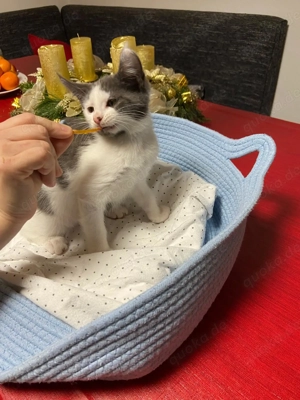 Maine Coon  Heilige Birma Edelmix Kitten