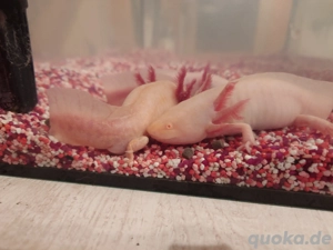 Axolotl Nachwuchs abzugeben  Bild 2