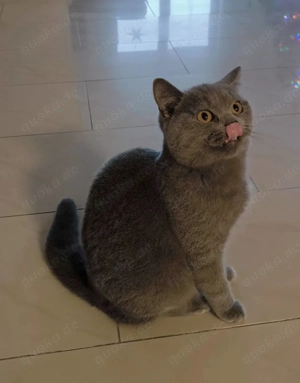 1 Blau BKH Katerchen