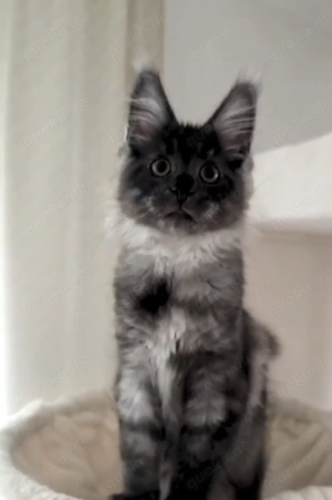 Maine Coon Kätzchen mit Stammbaum