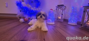 Shih-Tzu Babys 