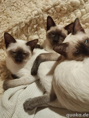Verschmuste reinrassige Seal Point Siam Kitten Männlich