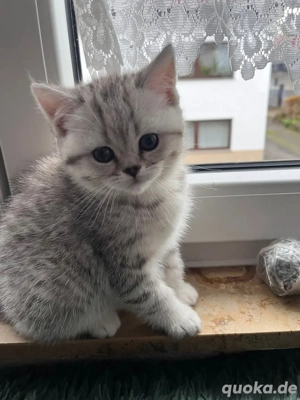 Liebevolle BKH-Kitten suchen neues Zuhause   08.10.2025 geboren