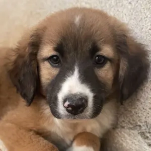 Mirok, geb. ca. 09 2025, lebt in GRIECHENLAND, im städt. Tierheim Serres 