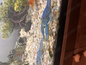 Blaue Florida Krebse 