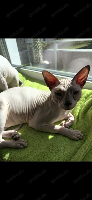  Wir suchen ein neues Zuhause für unseren Kater Shelby