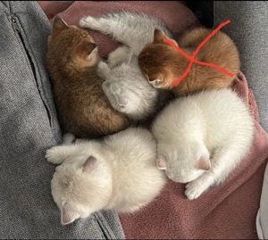 Britisch Kurzhaar Kitten