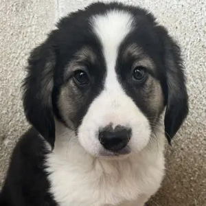 Rhydan, geb. ca.09 2025, lebt in GRIECHENLAND, im städt. Tierheim Serres