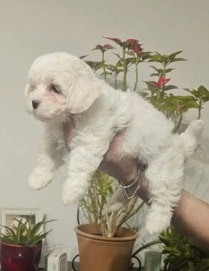 Velpen zum verkaufen.