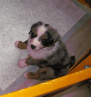 1 süsser Astralian sheperd mix welpe