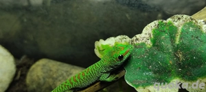 Großer Madagaskar Taggecko