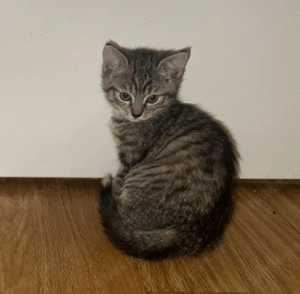 Süßes Katzenbaby sucht ein liebevolles Zuhause  