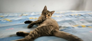 Tomi - kleines Sonnenscheinchen sucht liebevolles Für-Immer-Zuhause!