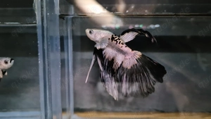 Betta Splendens- Kampffisch Halfmoon   