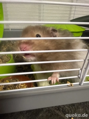 Teddyhamster zu verschenken