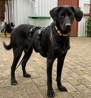 Palina, eine junge, freundliche Hündin  Bild 3