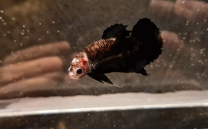 Betta Splendens - Kampffisch Avatar Copper  Monkey Face 