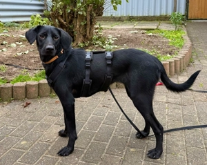 Palina, eine junge, freundliche Hündin  Bild 5