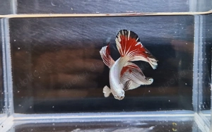 Betta Splendens- Kampffisch Dragon Halfmoon   