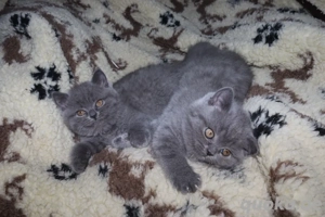 Süsse BKH-Kitten suchen ein neues Zuhause