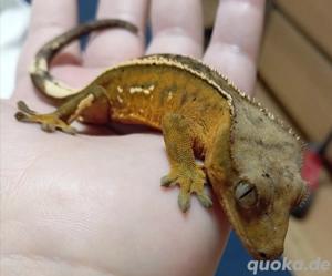 1.0 Kronengecko   Hamm