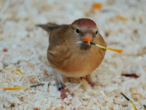 Birkenzeisige isabell und braun