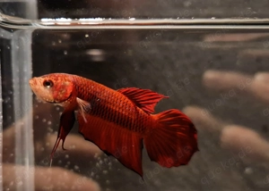 Betta Splendens- Kampffisch Red Benjarong   