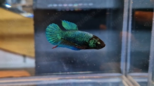 Betta Splendens- Kampffisch Avatar TDPK 
