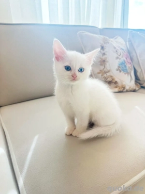 Bkh Kitten Weiss 