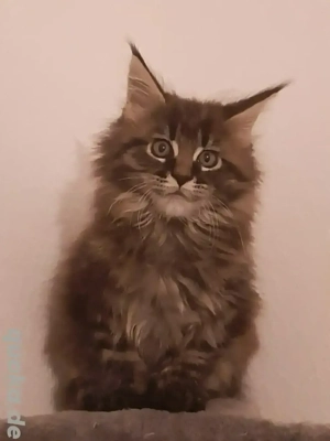 Reinrassige Maine Coon Kätzchen 