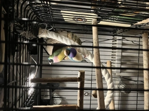 Gould Amadinen, grün und blau Wohnungshaltung