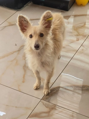 Liska   kleines Unikat!