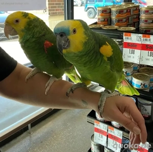 Papageien   abgabebereit