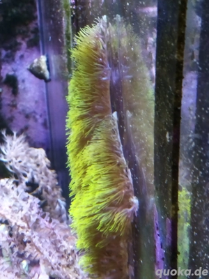 Affenhaar Meerwasser Koralle 