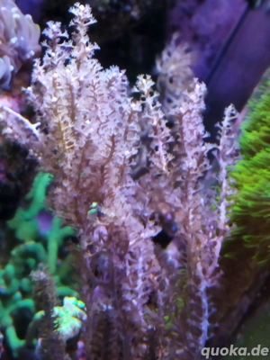 gorgonien Meerwasser Koralle 