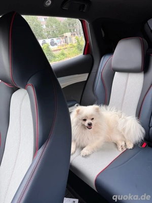 Lieber weißer Spitz (2 Jahre, Rüde)   geimpft, brav & ruhig   sucht neues Zuhause