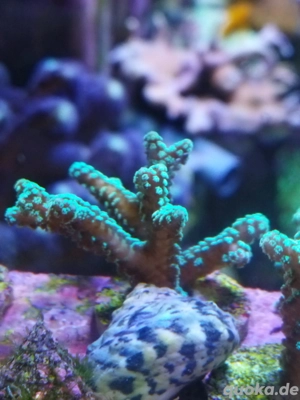 seriatopora Meerwasser Koralle 