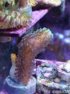 stylopora gelb Meerwasser Koralle 