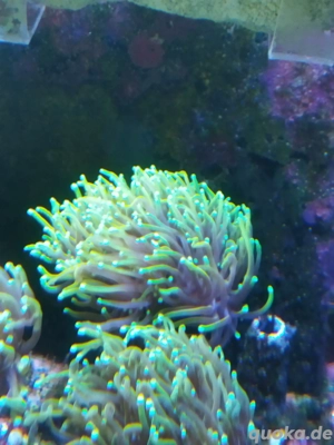 euphyllia glabrecens Meerwasser Koralle 