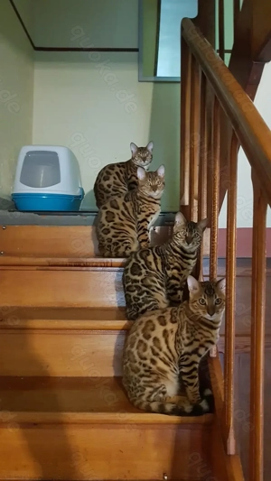 Reinrassige kastrierte Bengalkatze