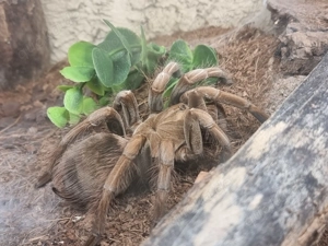 Vogelspinne Theraphosa stirmi 0.1 mit Terrarium zu verkaufen