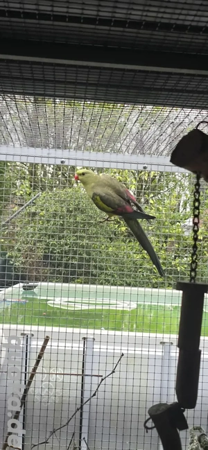 Bergsittiche abzugeben 