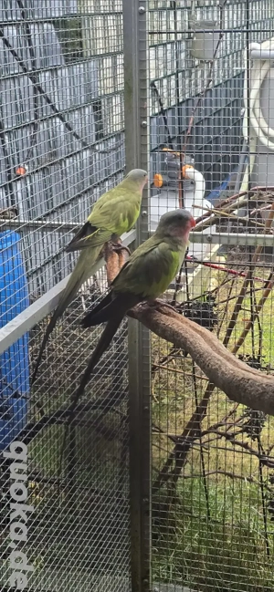 Prince of Wales abzugeben 