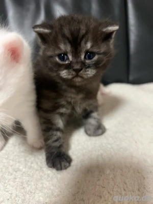 Rein Rasige Brititisch Kurzharr Kitten