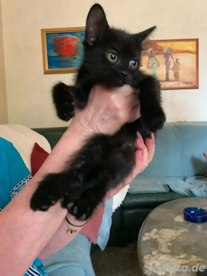 Nero sucht seine  liebevolle Familie