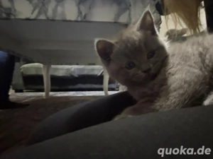 Britisch Kurzhaar Katzen Kitten